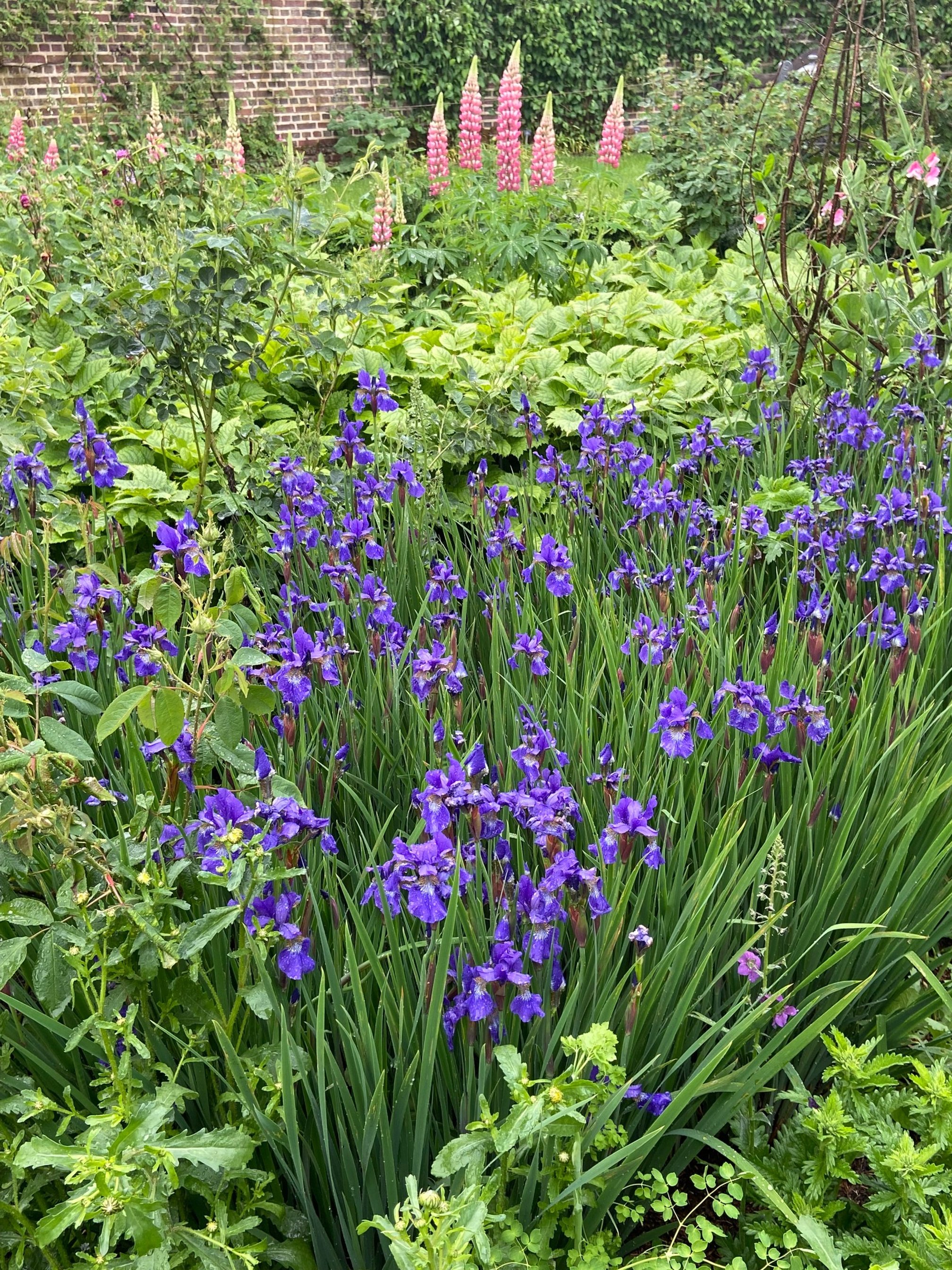 Sissinghurst IMG_4365.jpg